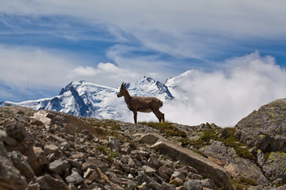 chamois
