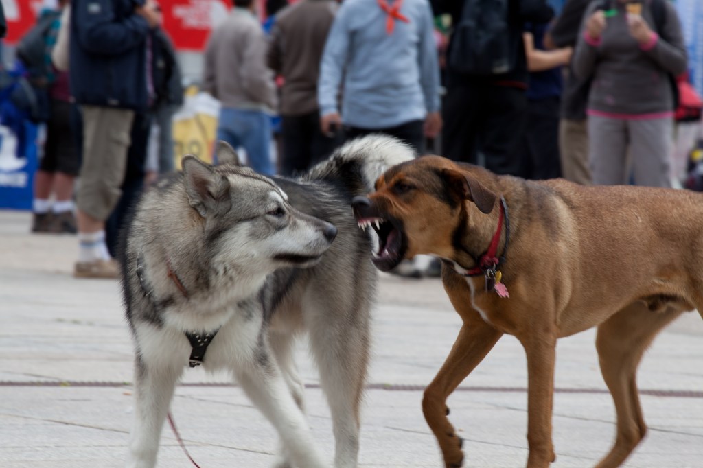 dog fight