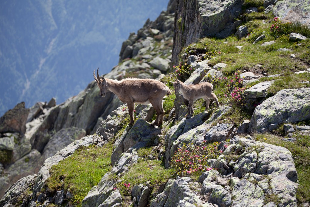 chamois