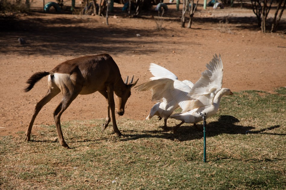 namibia, africa, naankuse, wild, cedric bernardini, kanaan