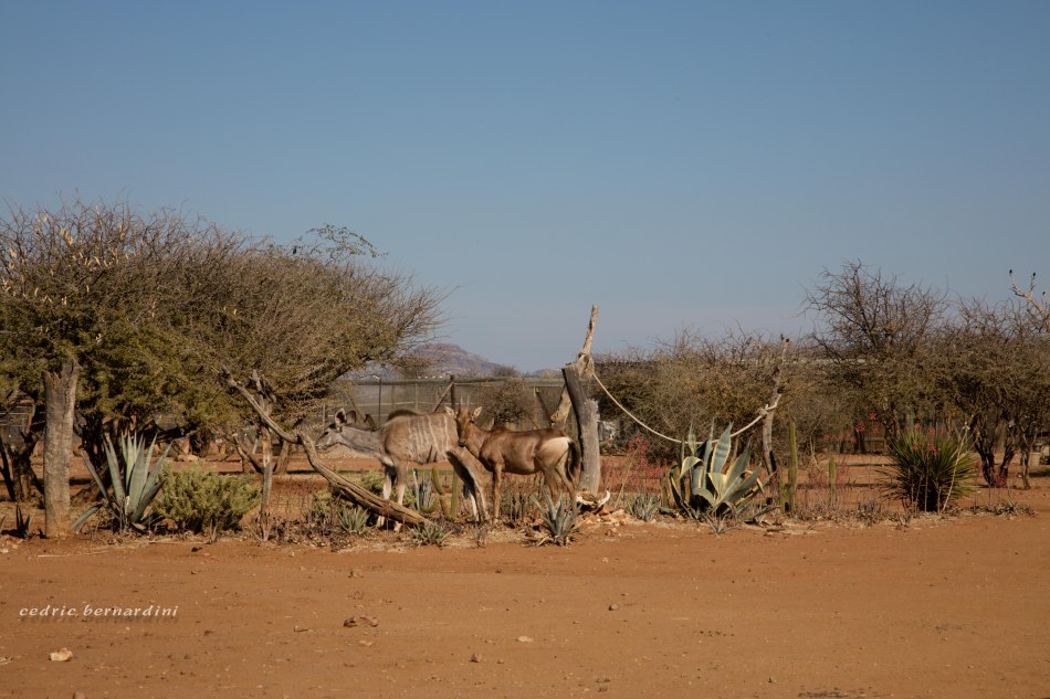 namibia, africa, naankuse, wild, cedric bernardini, kanaan