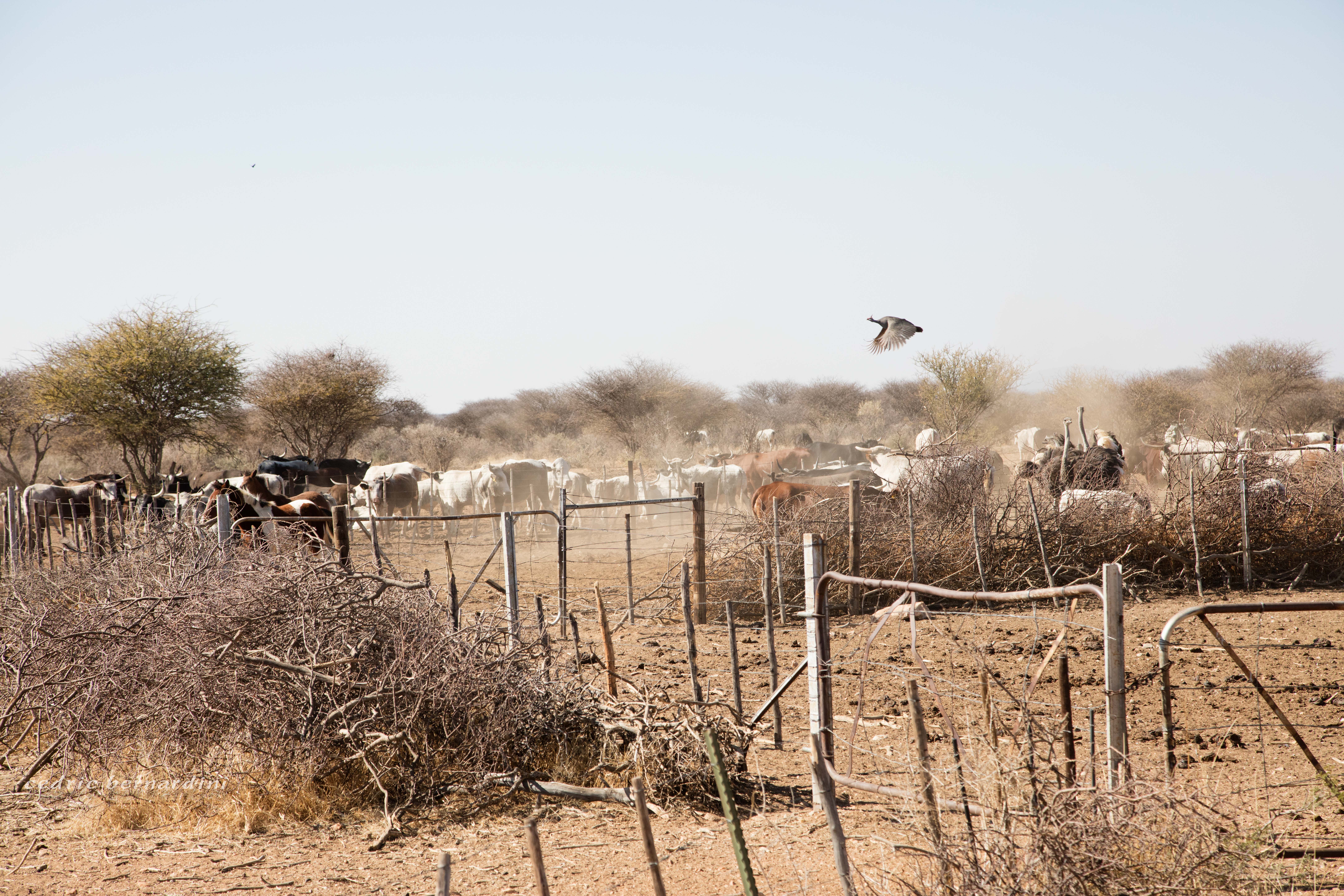 gobelina....part of 5 lions . 2 males 3 females. gobelina and meatball own enclosure . meatball attacked by a honey badger who cut off his balls. died from infection.
