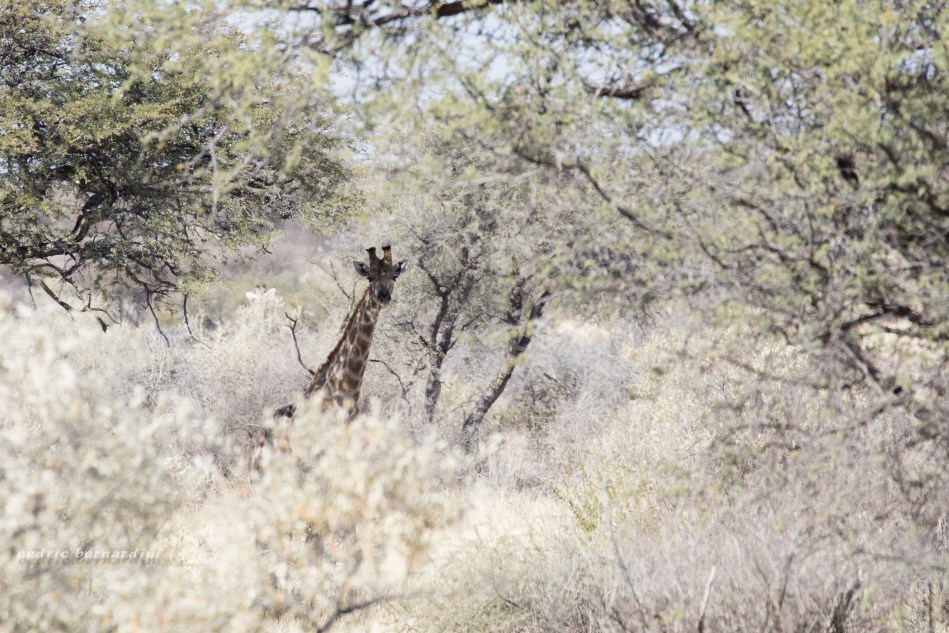 namibia, africa, naankuse, wild, cedric bernardini, kanaan