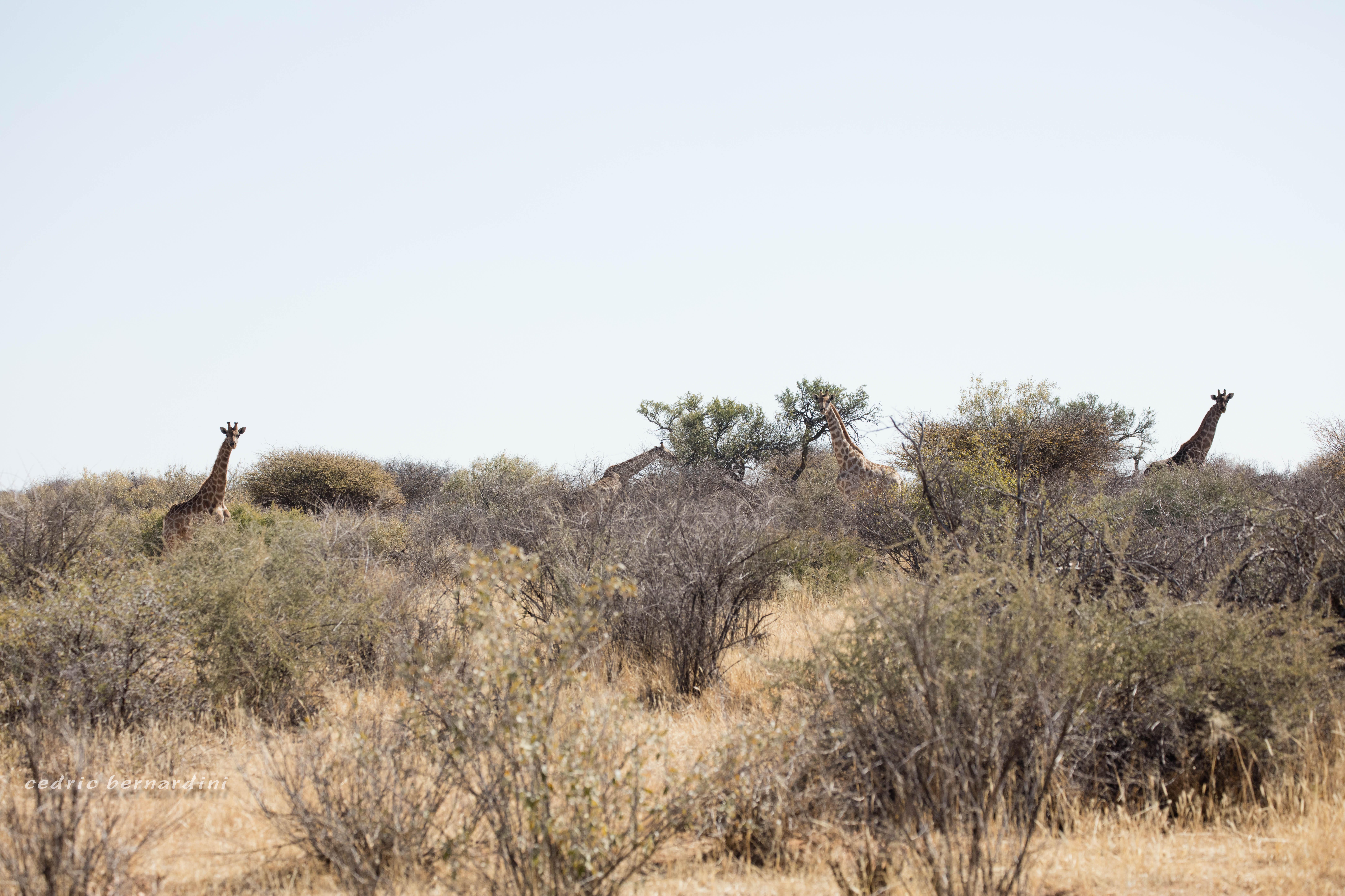 namibia, africa, naankuse, wild, cedric bernardini, kanaan