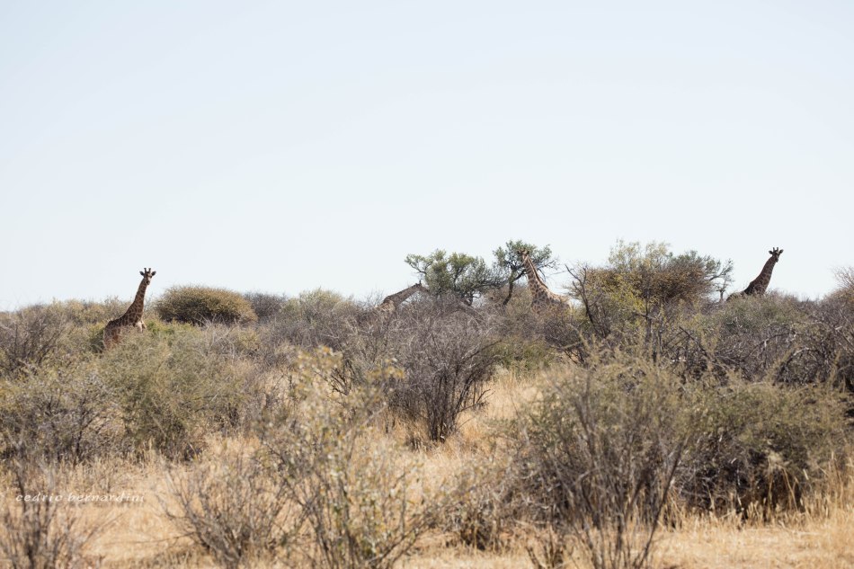 namibia, africa, naankuse, wild, cedric bernardini, kanaan