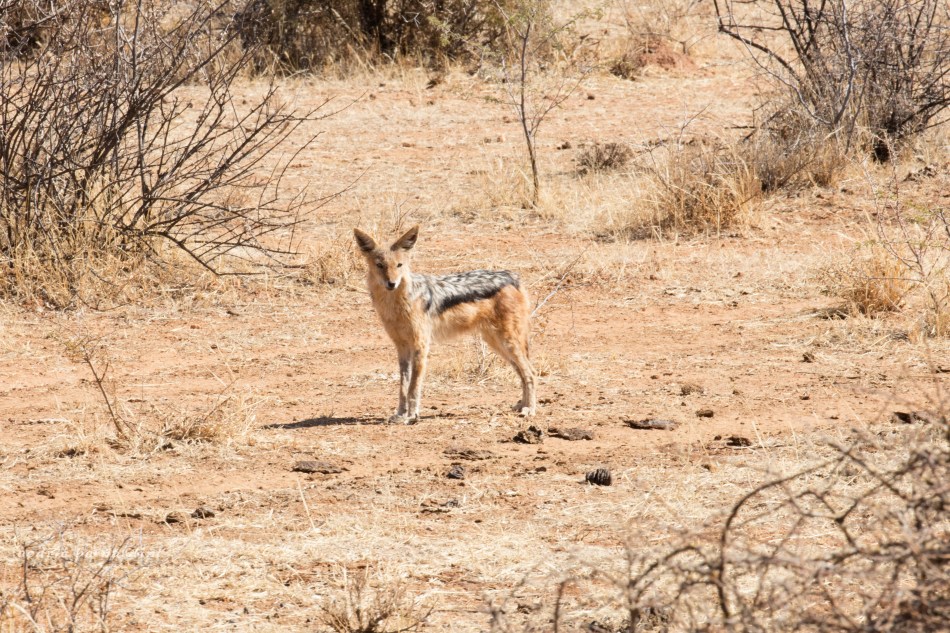 namibia, africa, naankuse, wild, cedric bernardini, kanaan