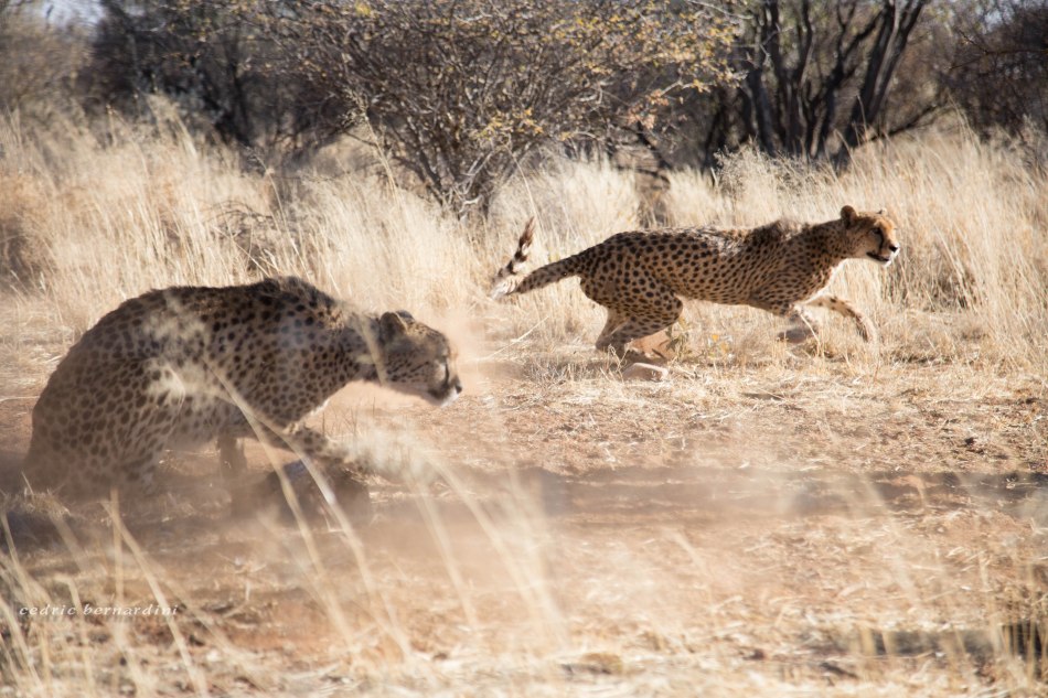 namibia, africa, naankuse, wild, cedric bernardini, kanaan