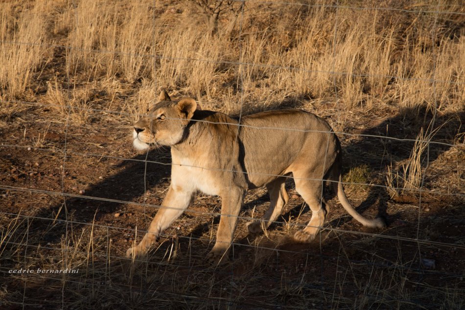 this is gobelina....brought to the sanctuary as a part of 5 lions . gobelina and male had to be separated , they were fighting. then a honey badger cut meatballs balls. Meat ball died of infection. 