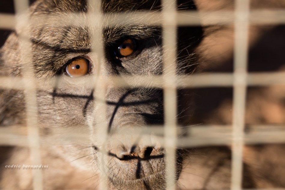 namibia, africa, naankuse, wild, cedric bernardini, kanaan