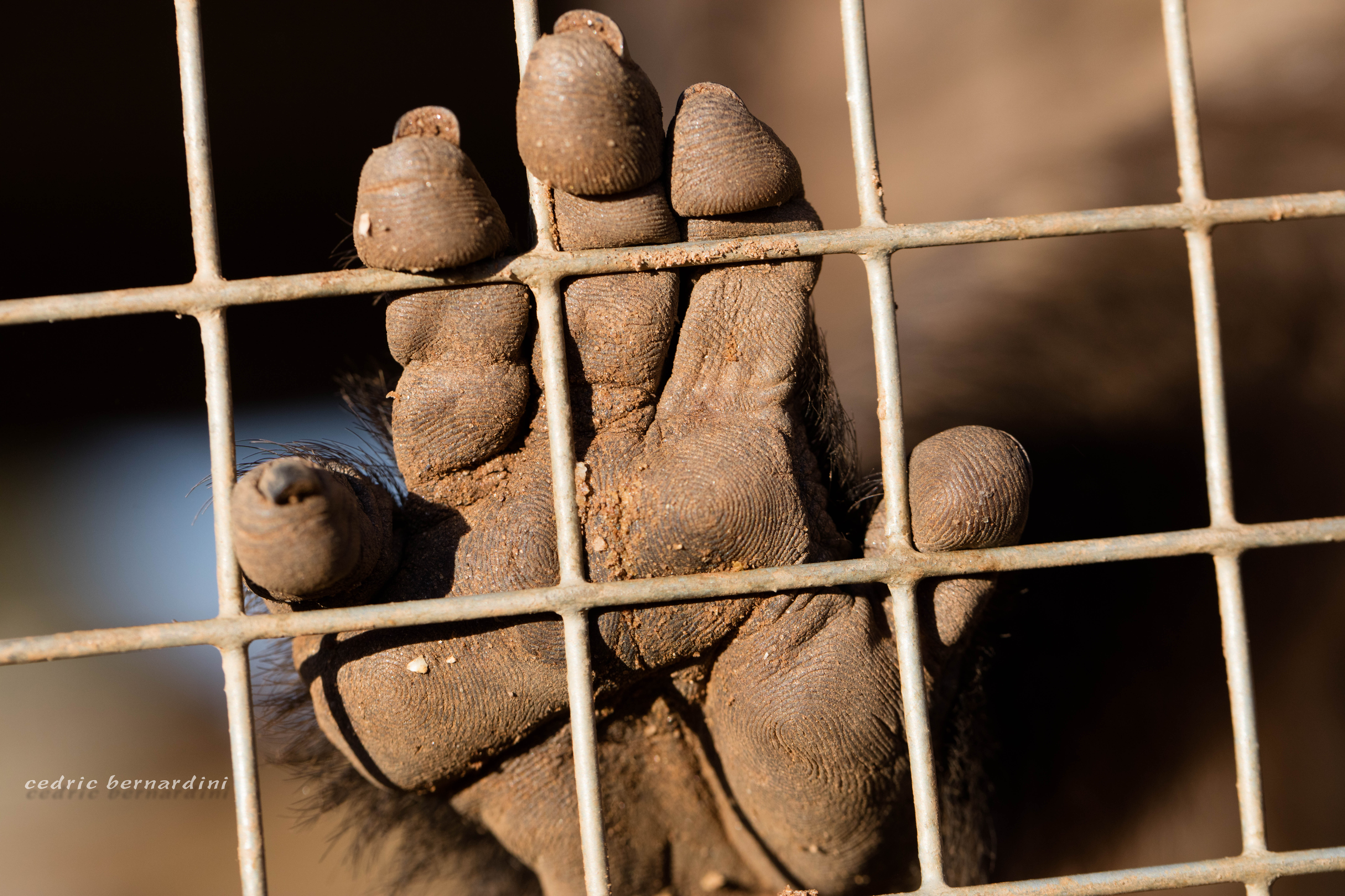 namibia, africa, naankuse, wild, cedric bernardini, kanaan
