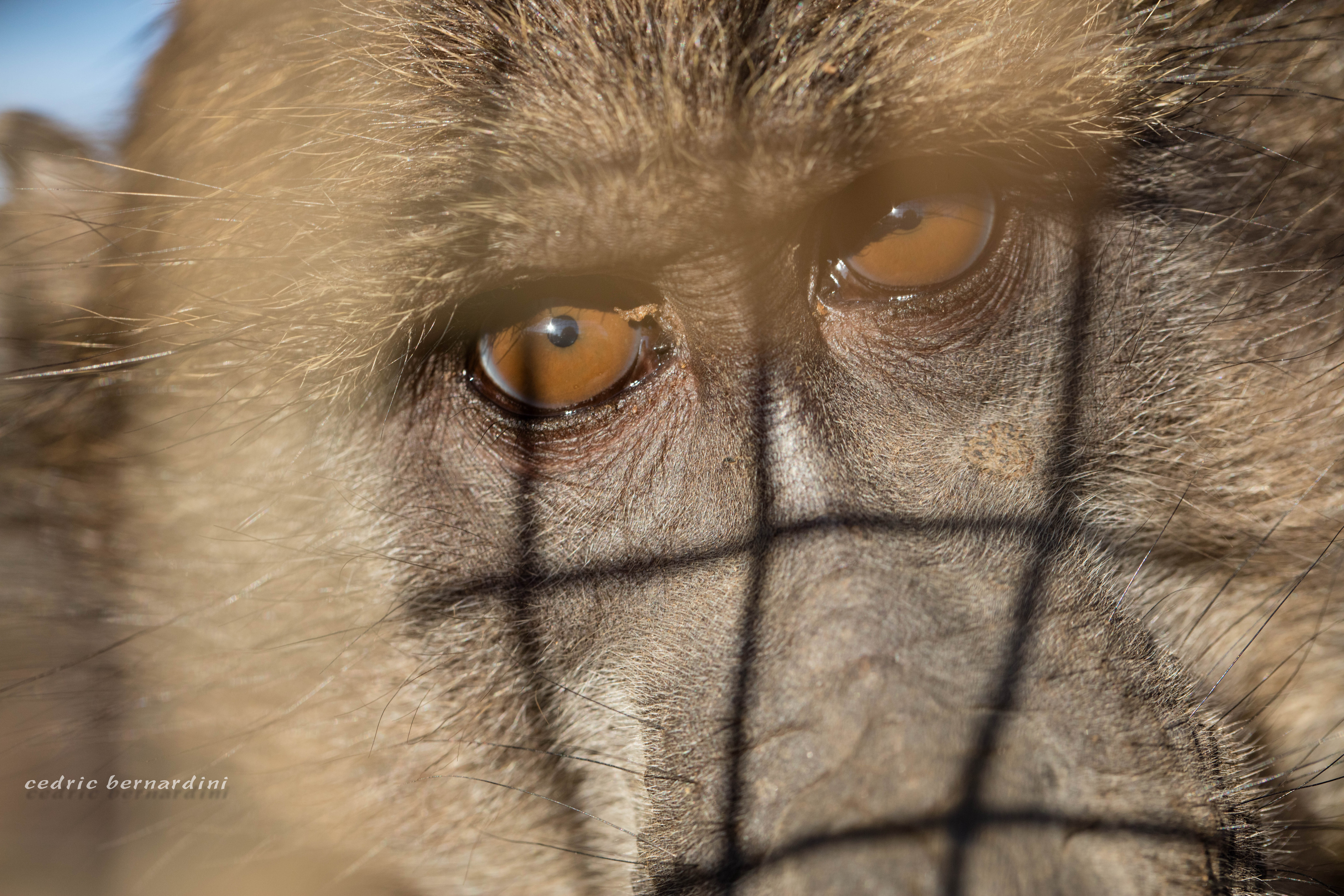 namibia, africa, naankuse, wild, cedric bernardini, kanaan