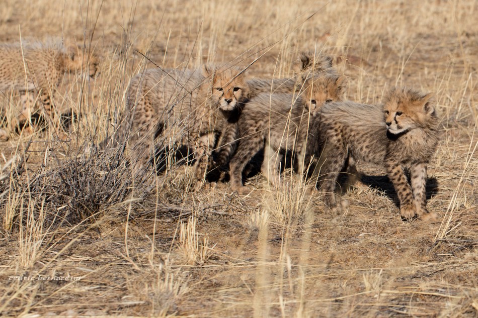 namibia, africa, naankuse, wild, cedric bernardini, kanaan