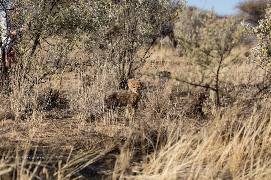 namibia, africa, naankuse, wild, cedric bernardini, kanaan