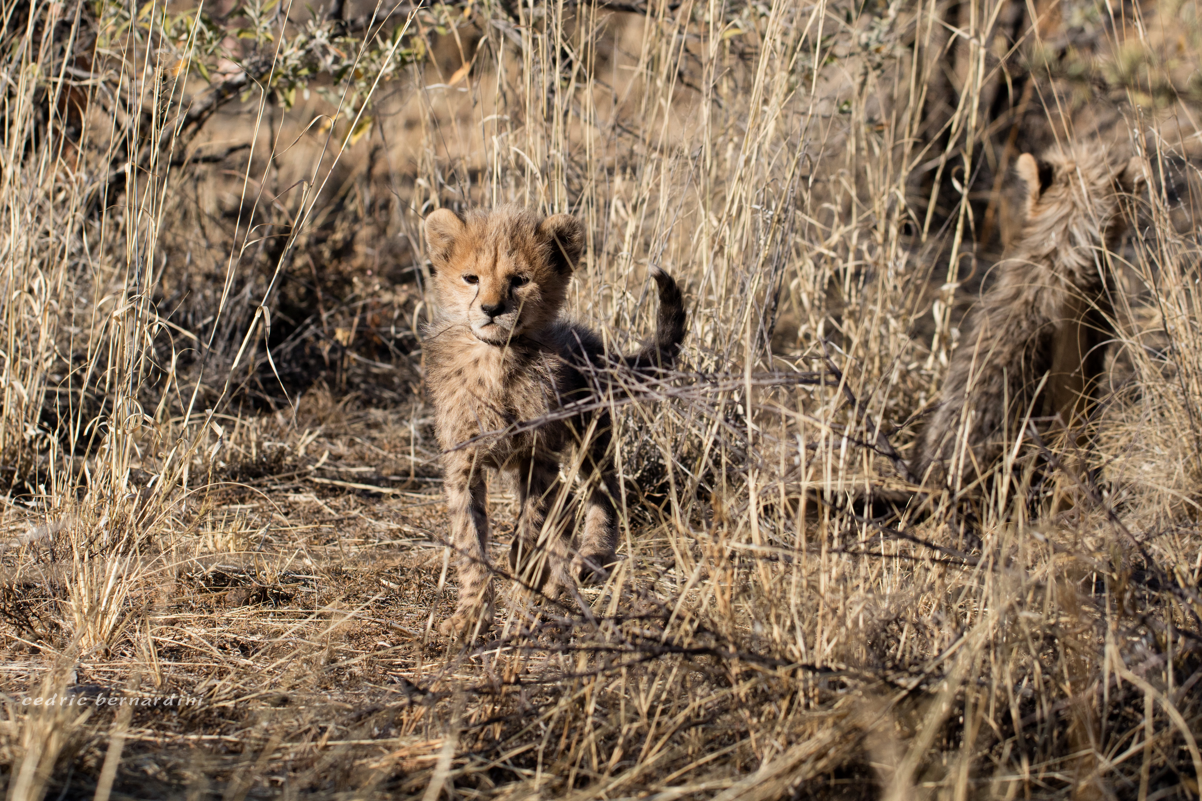namibia, africa, naankuse, wild, cedric bernardini, kanaan