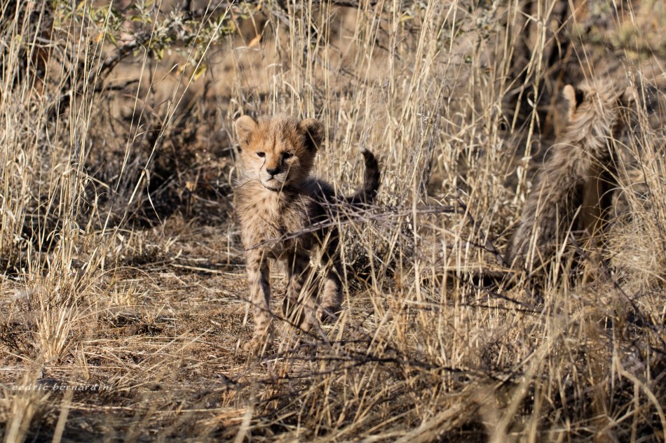 namibia, africa, naankuse, wild, cedric bernardini, kanaan