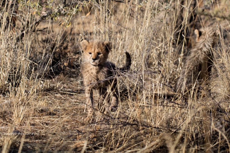 namibia, africa, naankuse, wild, cedric bernardini, kanaan