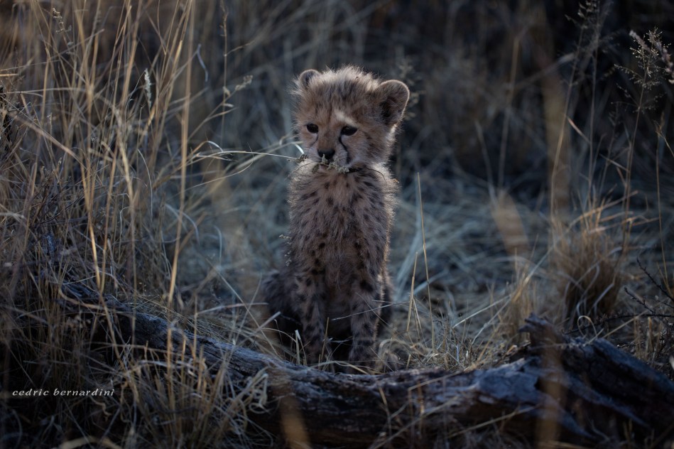 namibia, africa, naankuse, wild, cedric bernardini, kanaan