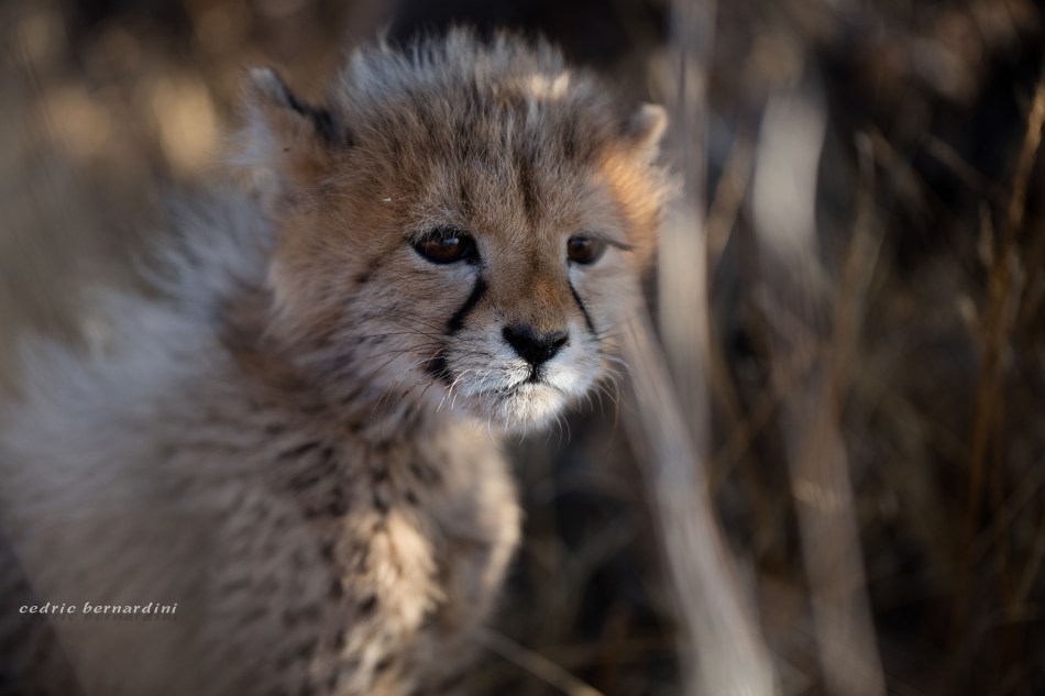 namibia, africa, naankuse, wild, cedric bernardini, kanaan