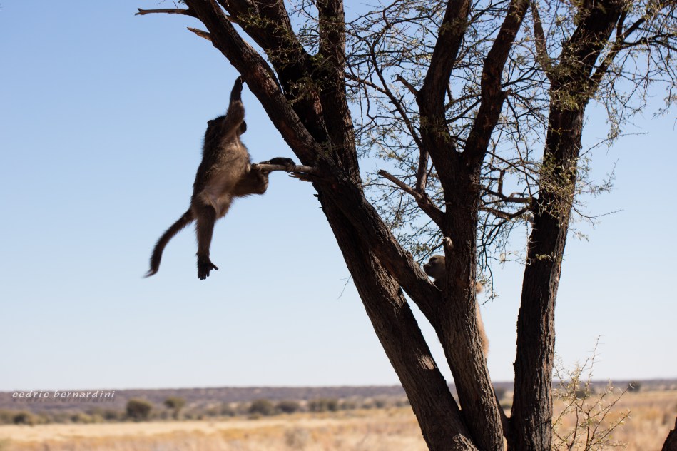 namibia, africa, naankuse, wild, cedric bernardini, kanaan