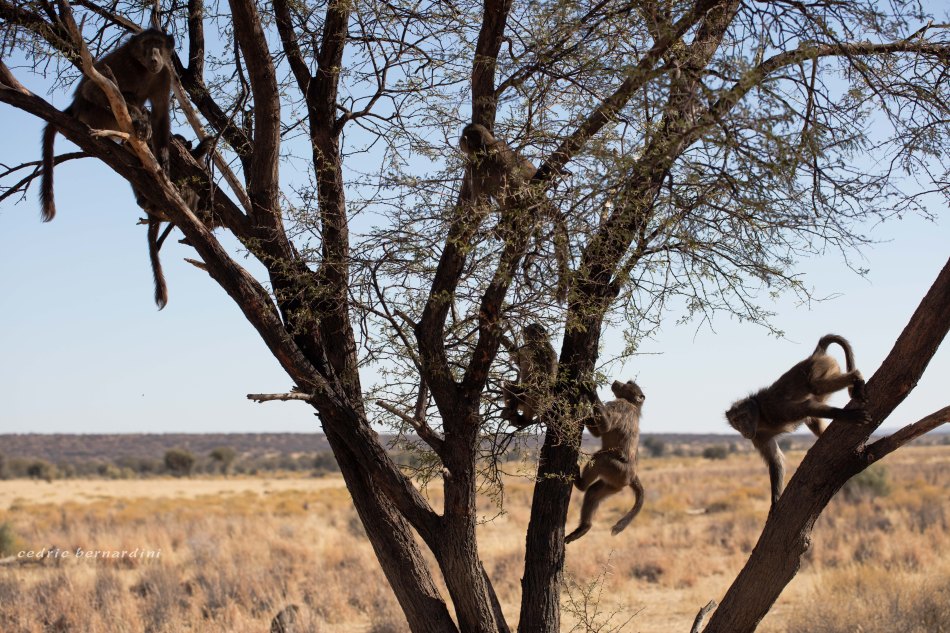 namibia, africa, naankuse, wild, cedric bernardini, kanaan