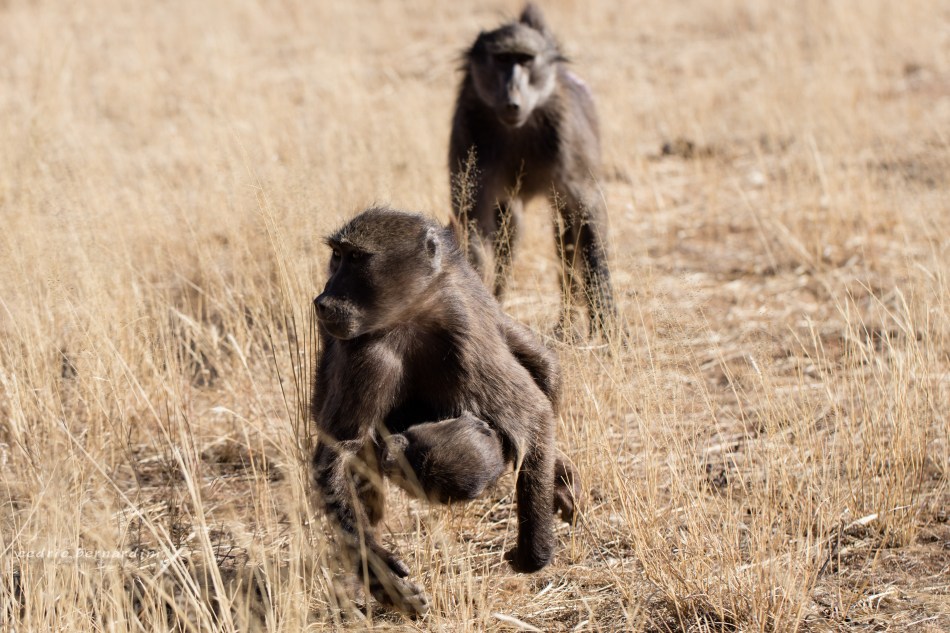namibia, africa, naankuse, wild, cedric bernardini, kanaan