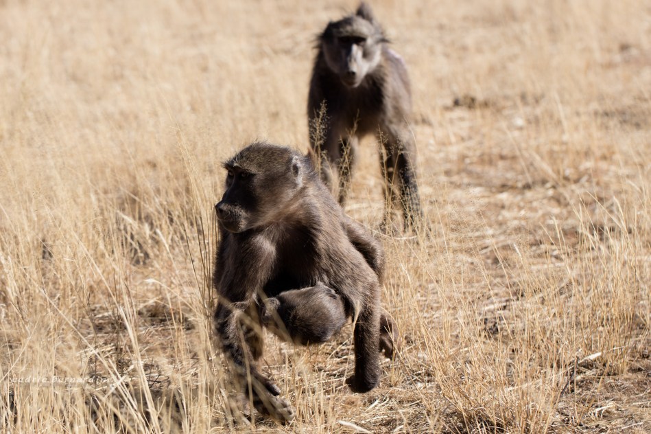 namibia, africa, naankuse, wild, cedric bernardini, kanaan