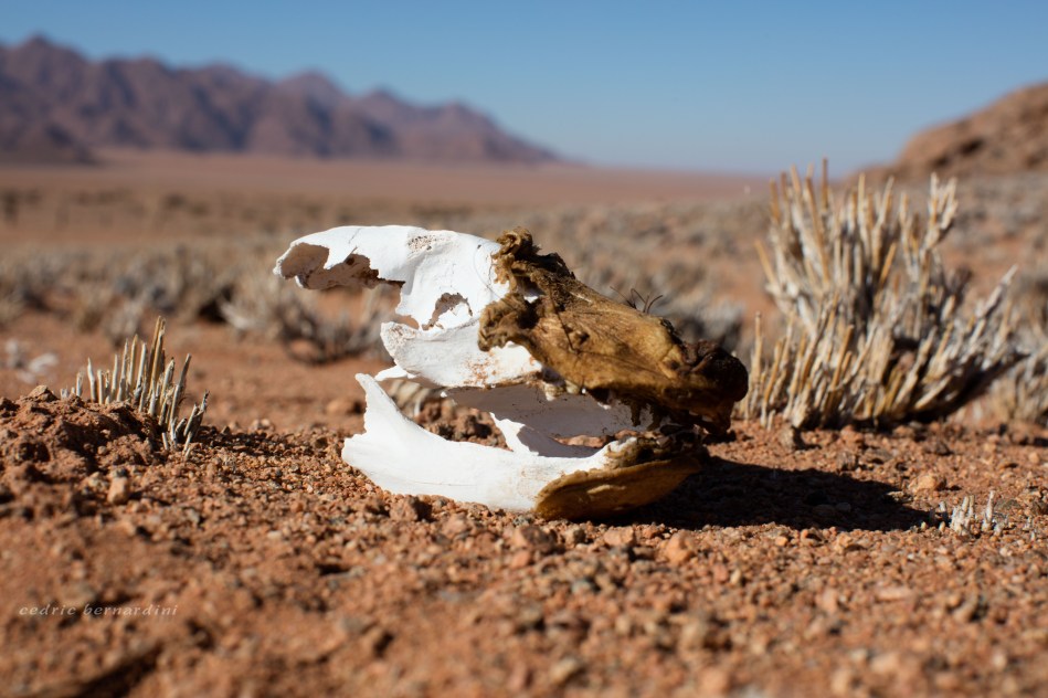 namibia, africa, naankuse, wild, cedric bernardini, kanaan