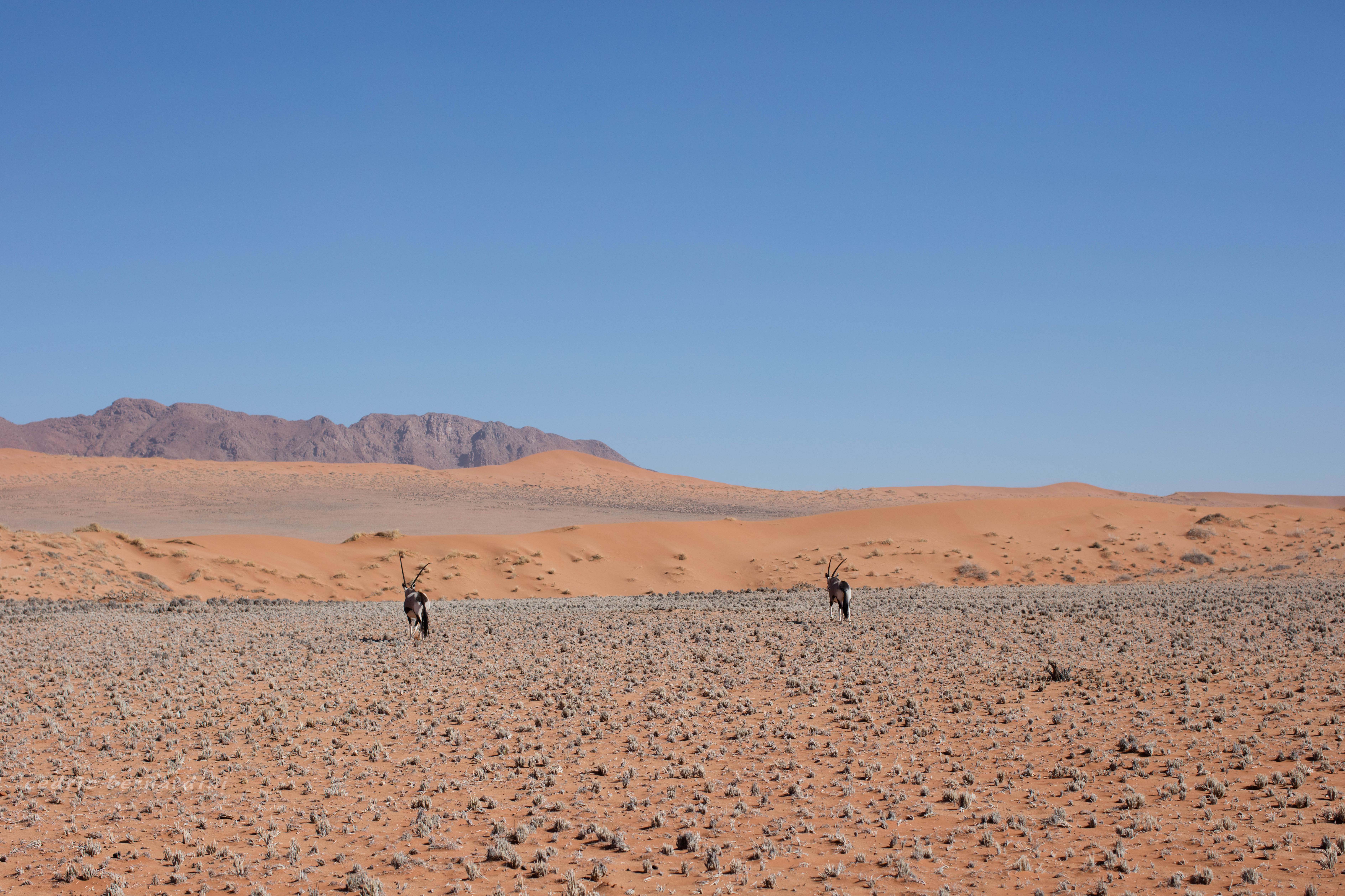 namibia, africa, naankuse, wild, cedric bernardini, kanaan