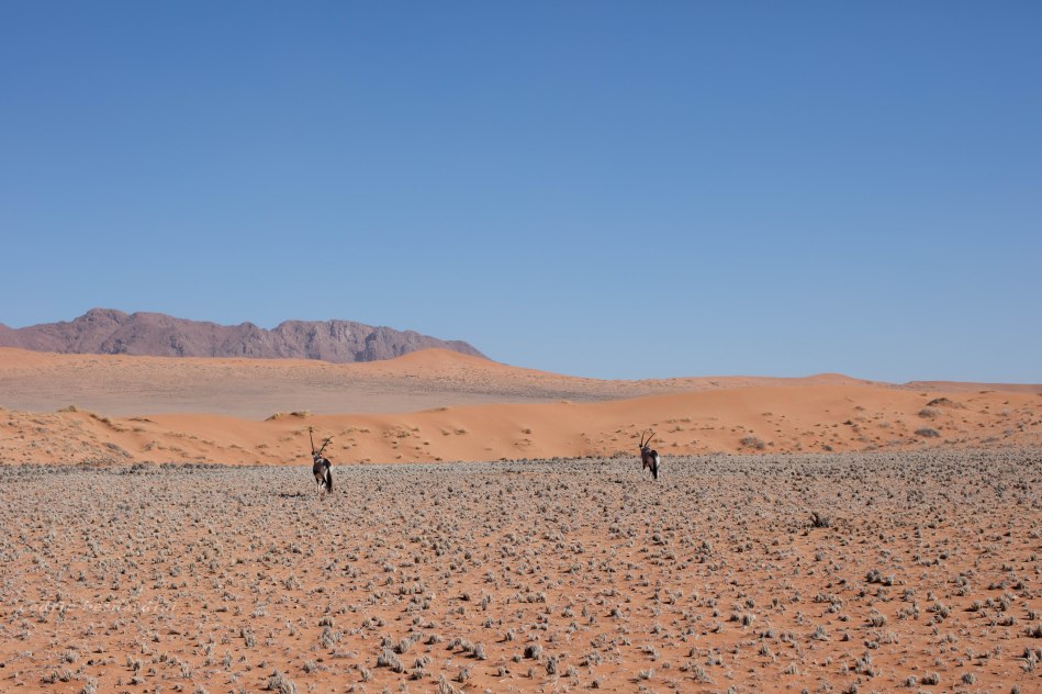 namibia, africa, naankuse, wild, cedric bernardini, kanaan