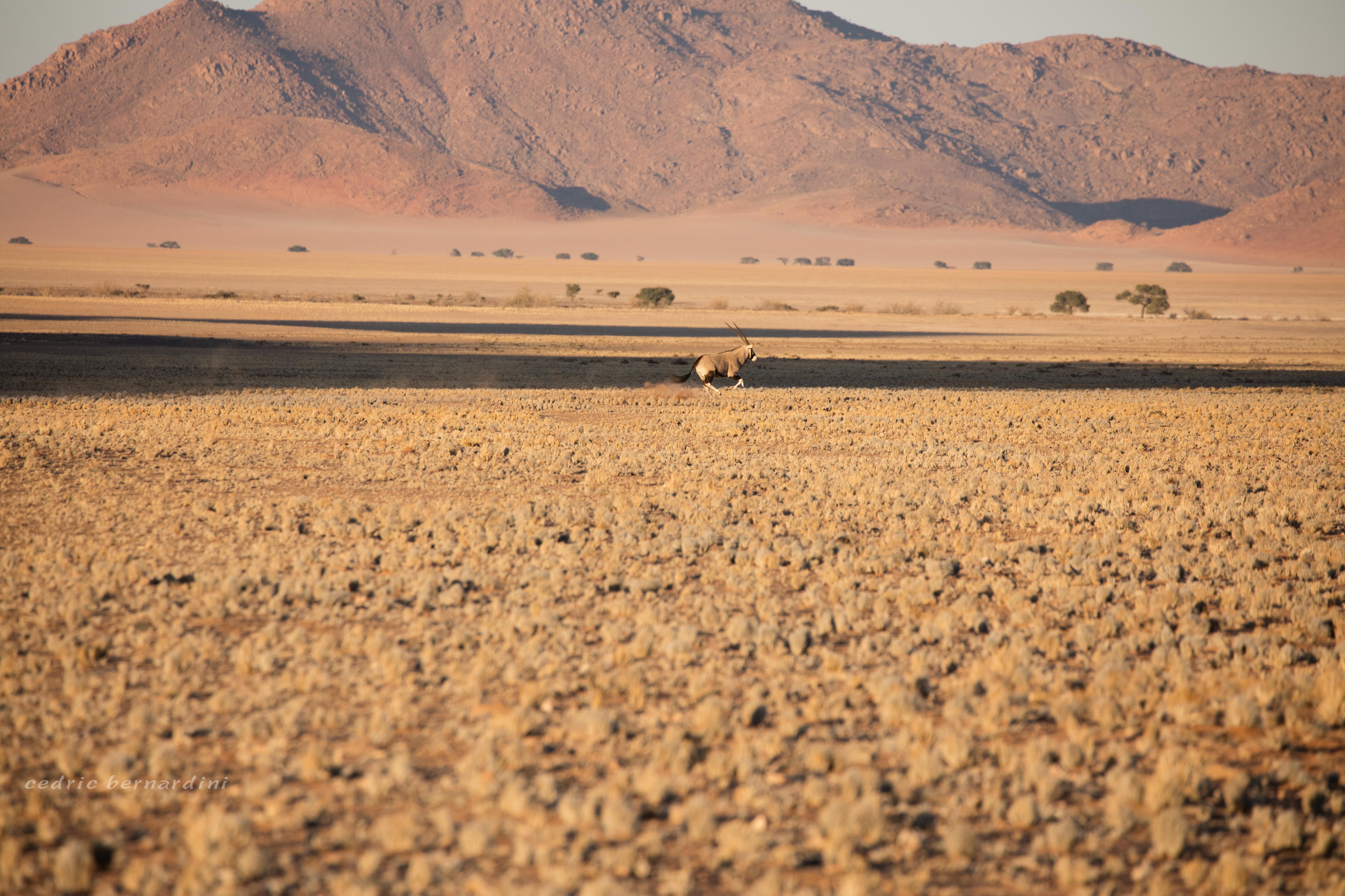 namibia, africa, naankuse, wild, cedric bernardini, kanaan