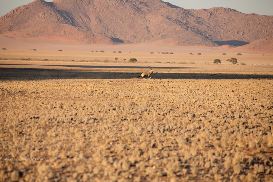 namibia, africa, naankuse, wild, cedric bernardini, kanaan