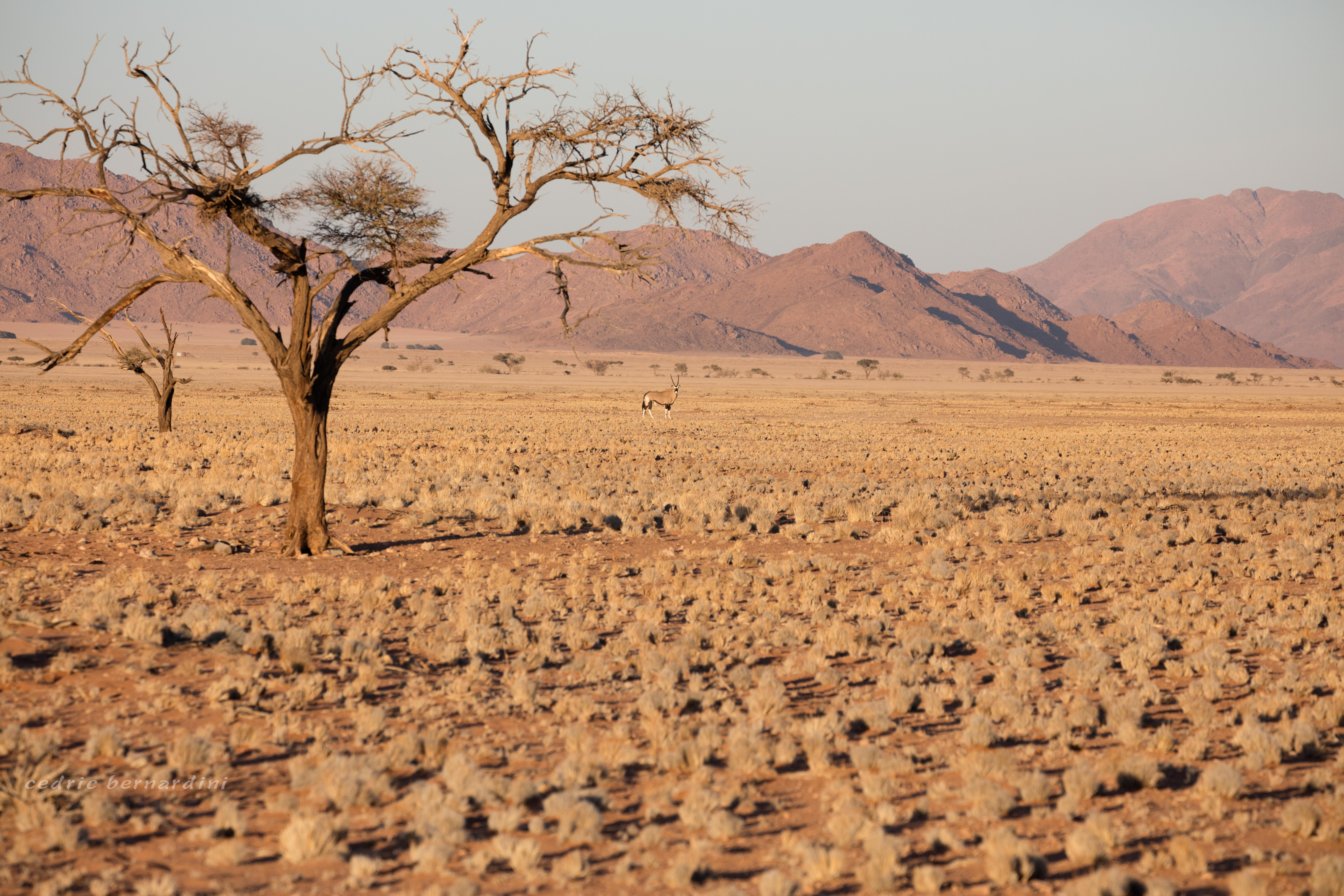 namibia, africa, naankuse, wild, cedric bernardini, kanaan