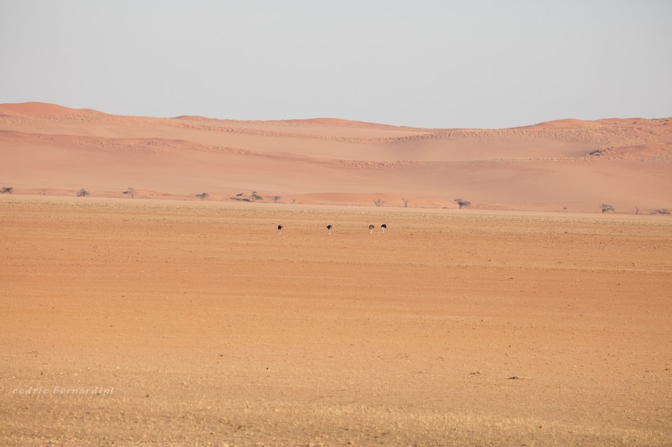 namibia, africa, naankuse, wild, cedric bernardini, kanaan