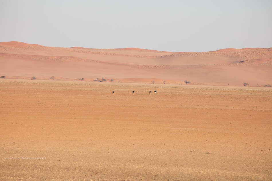 namibia, africa, naankuse, wild, cedric bernardini, kanaan