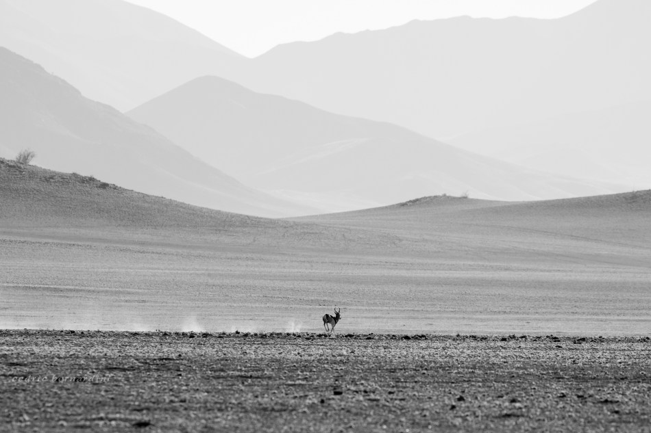 namibia, africa, naankuse, wild, cedric bernardini, kanaan