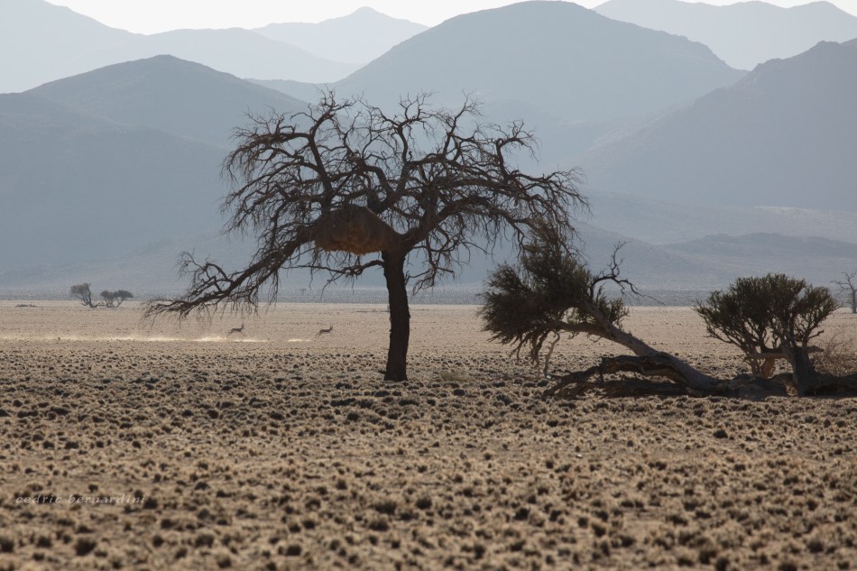 namibia, africa, naankuse, wild, cedric bernardini, kanaan