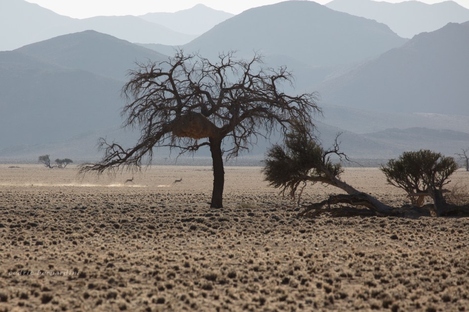 namibia, africa, naankuse, wild, cedric bernardini, kanaan