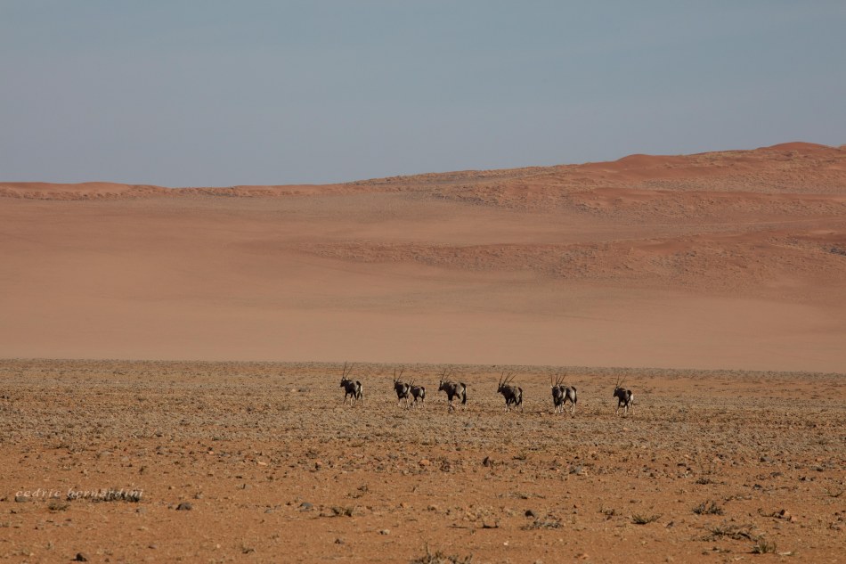 namibia, africa, naankuse, wild, cedric bernardini, kanaan