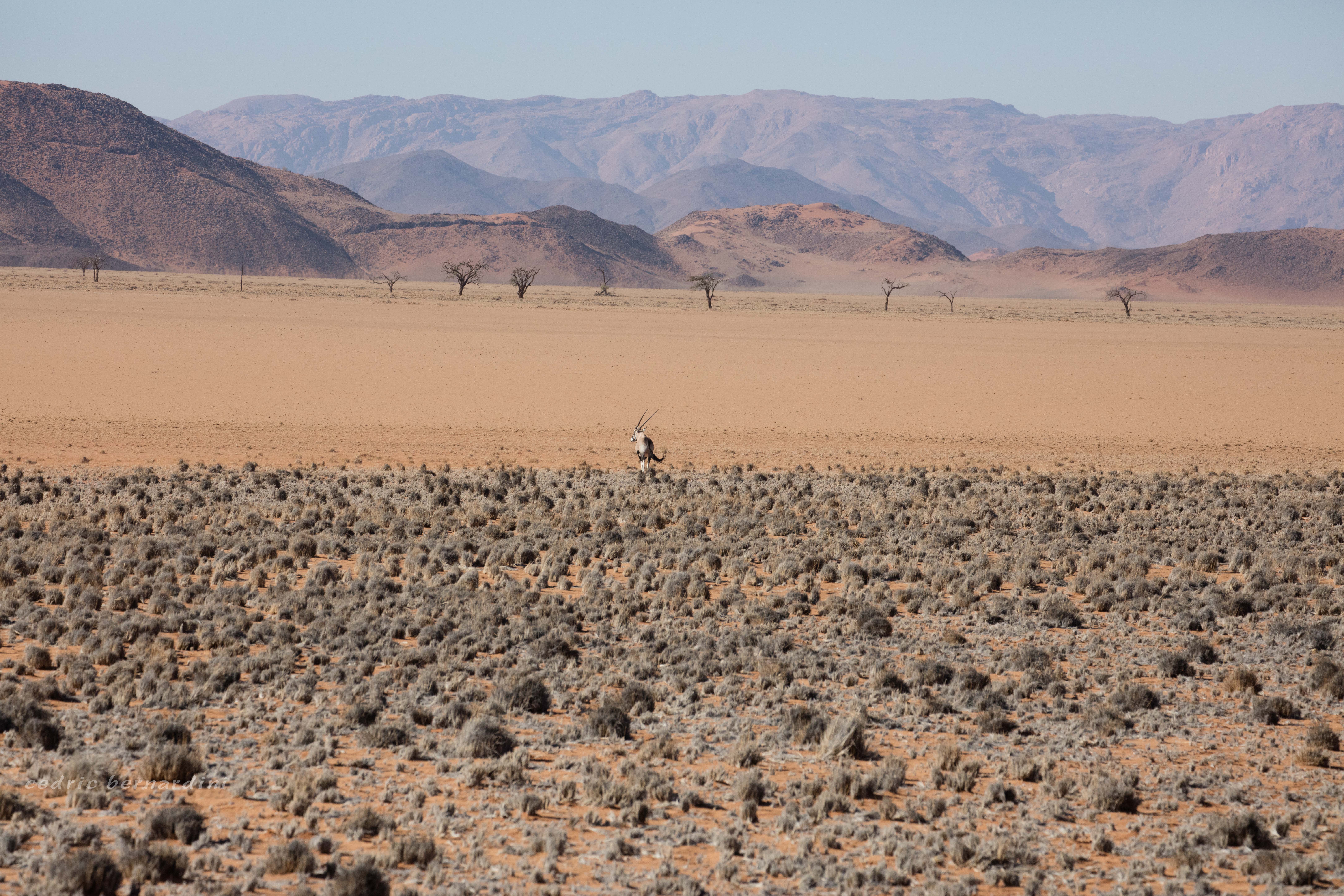namibia, africa, naankuse, wild, cedric bernardini, kanaan