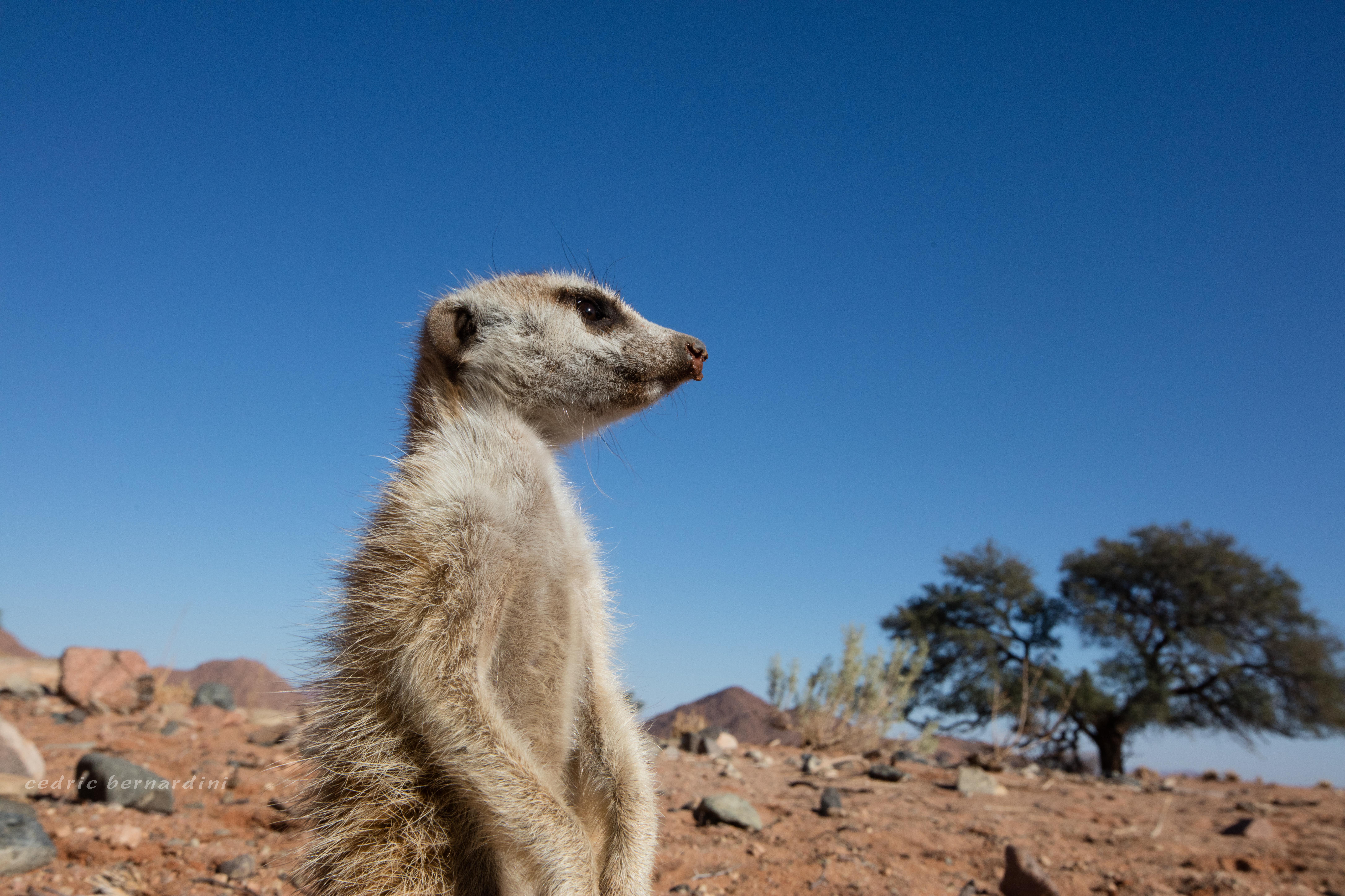 namibia, africa, naankuse, wild, cedric bernardini, kanaan