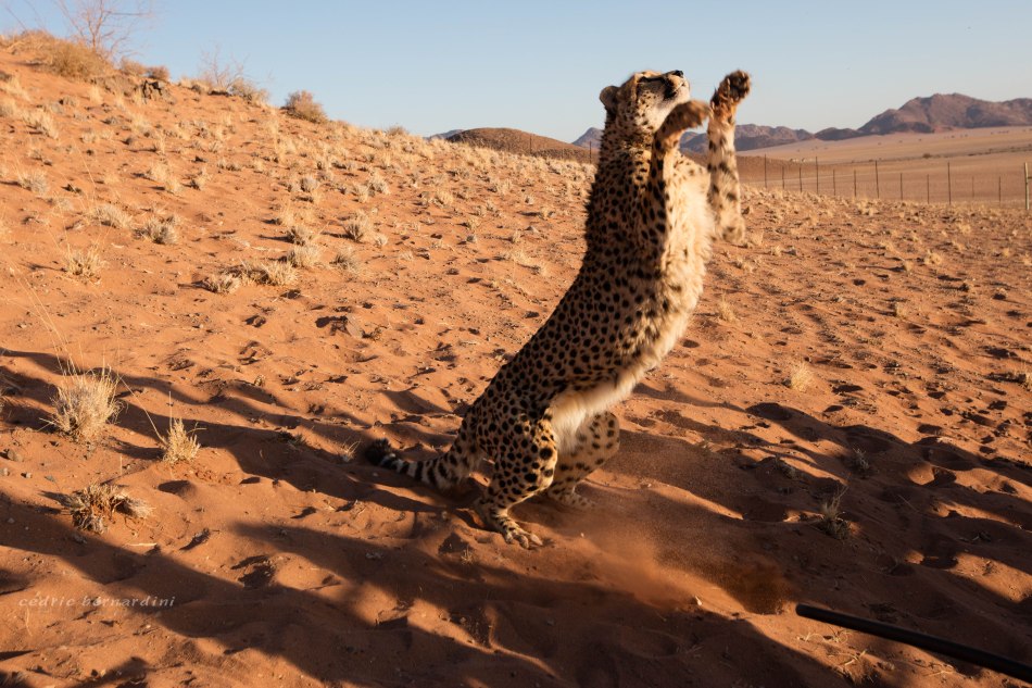 namibia, africa, naankuse, wild, cedric bernardini, kanaan