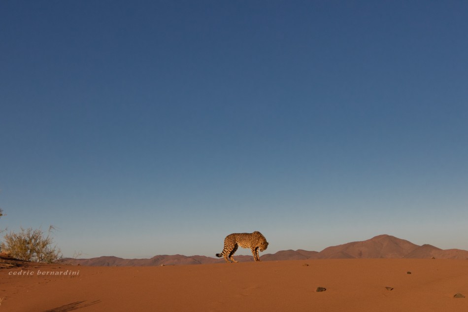 namibia, africa, naankuse, wild, cedric bernardini, kanaan