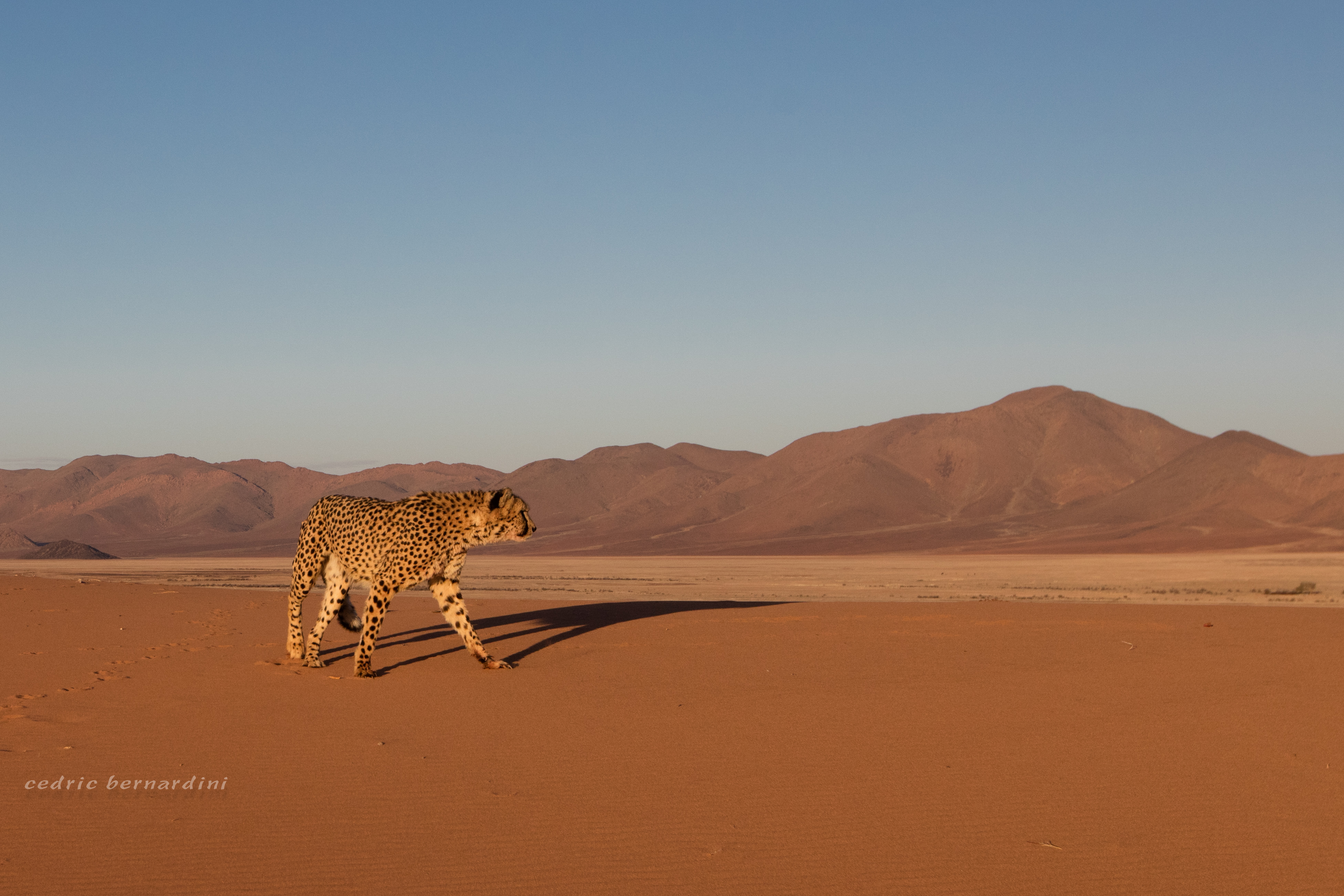 namibia, africa, naankuse, wild, cedric bernardini