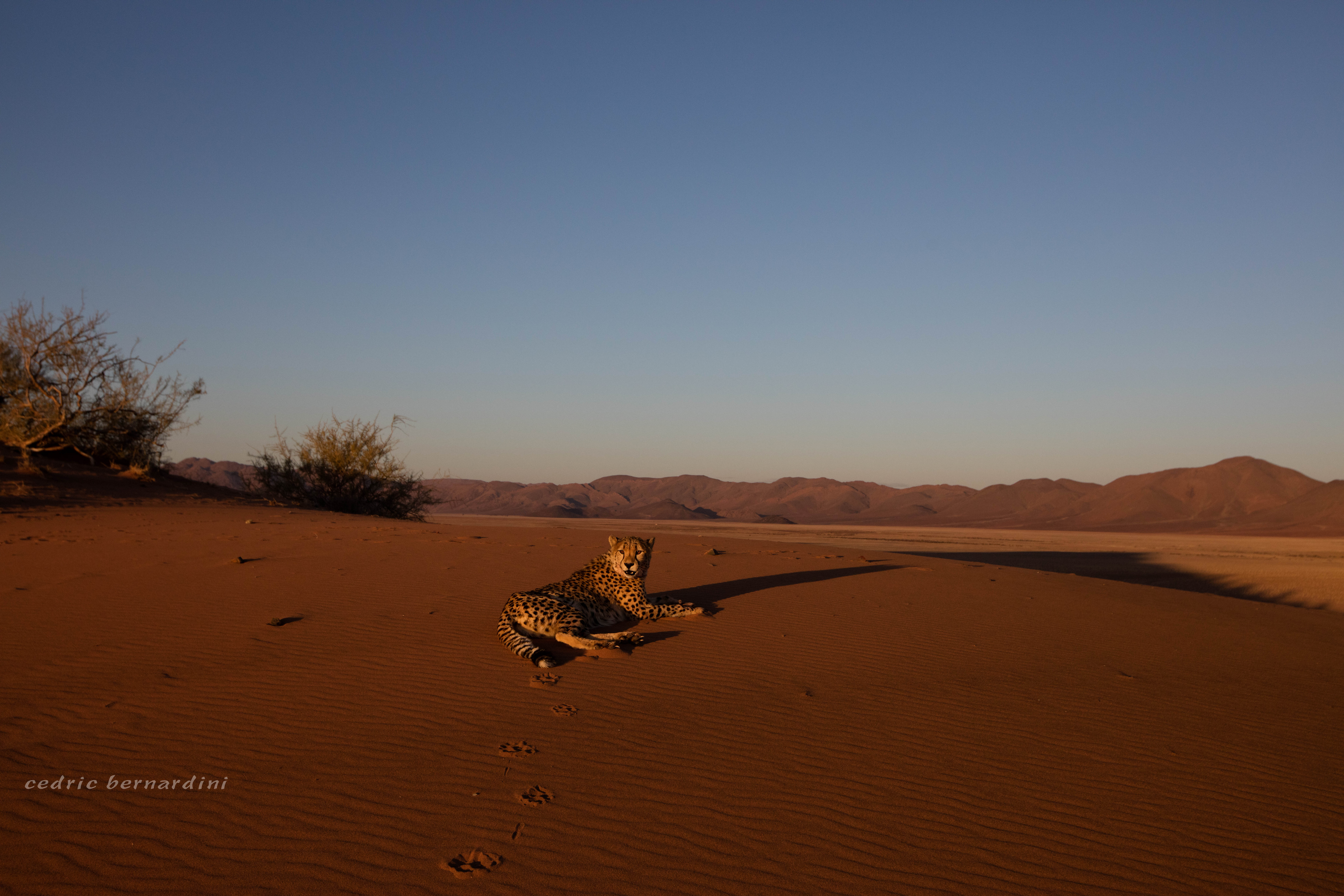 namibia, africa, naankuse, wild, cedric bernardini