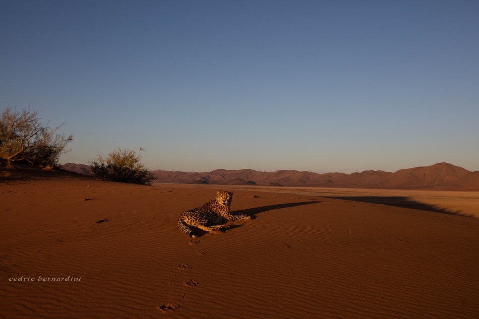 namibia, africa, naankuse, wild, cedric bernardini