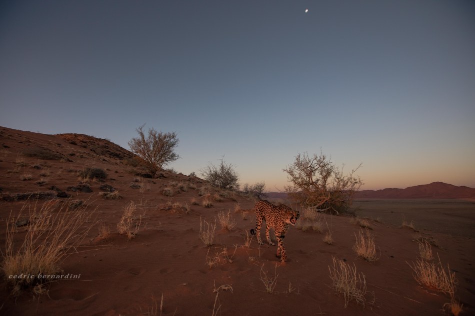 namibia, africa, naankuse, wild, cedric bernardini