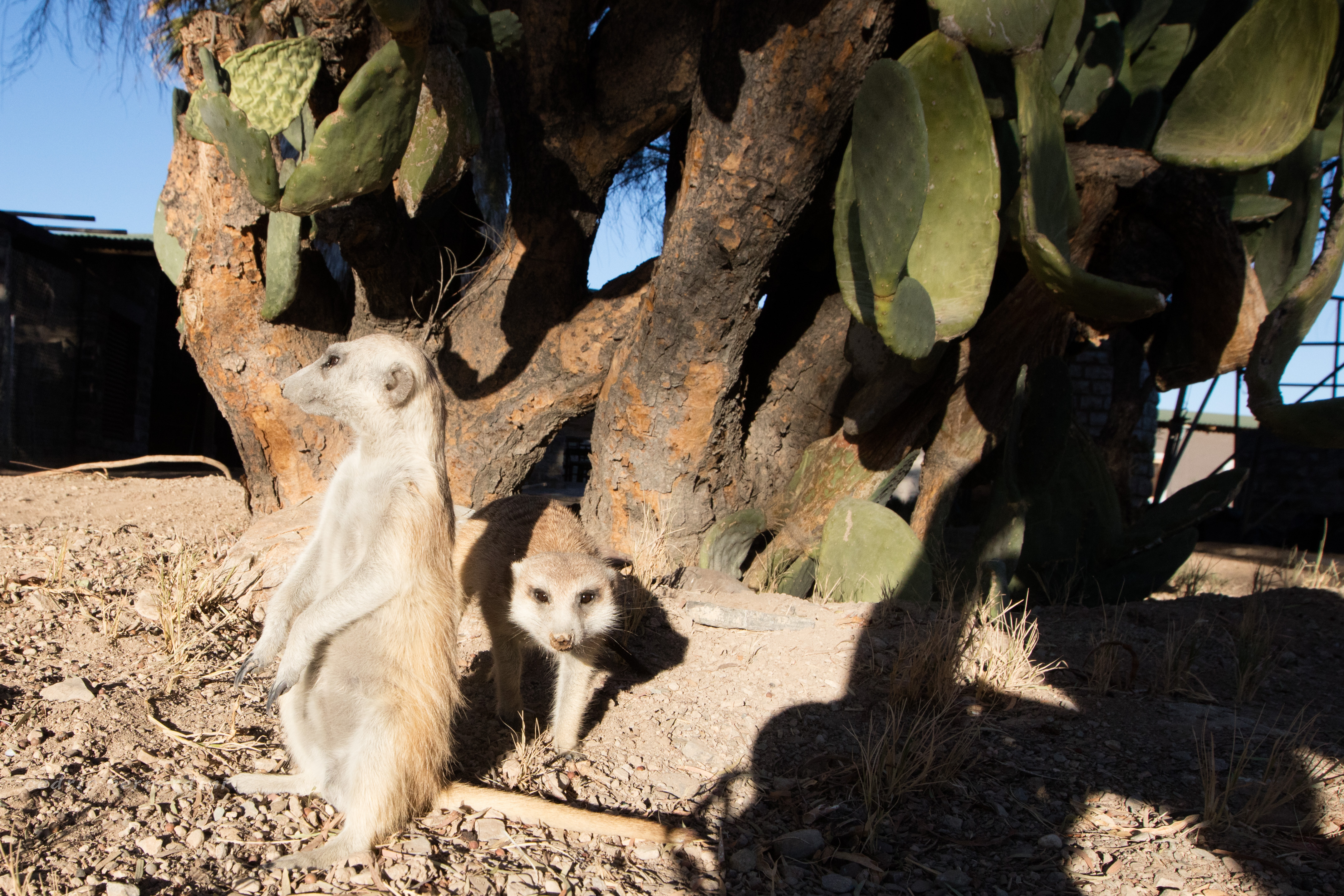 namibia, africa, naankuse, wild, cedric bernardini