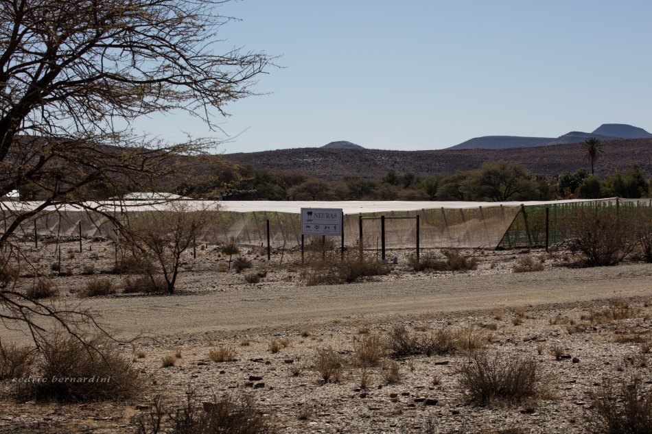 namibia, africa, naankuse, wild, cedric bernardini