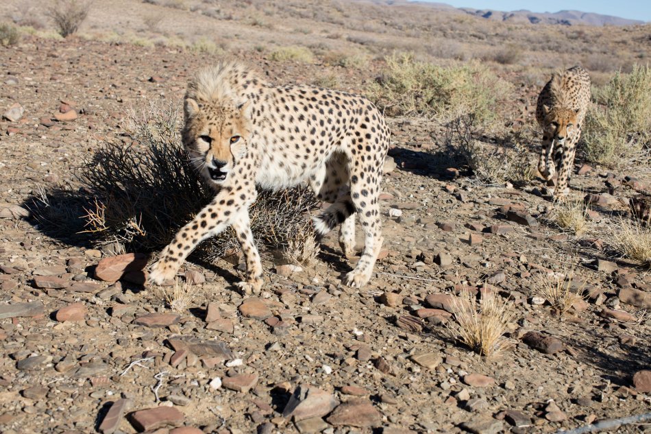 namibia, africa, naankuse, wild, cedric bernardini