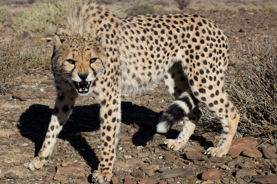 namibia, africa, naankuse, wild, cedric bernardini